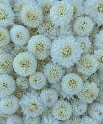 white dahlia seeds Dahlia White Wedding Mix from Sunny Meadows