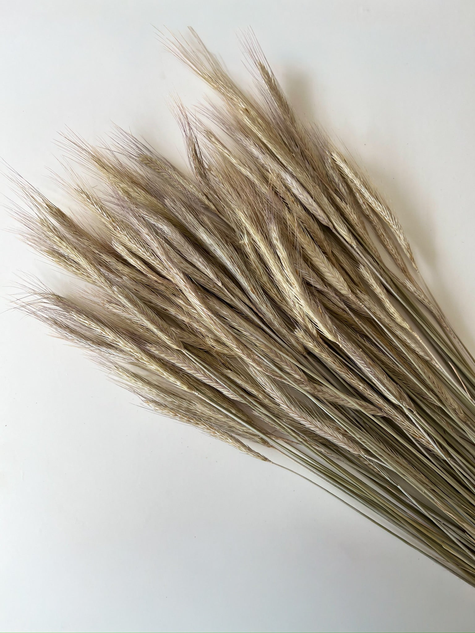 花 Rye Dried Rye | Sunny Meadows Flower Farm