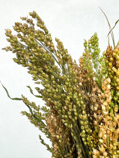 Dried Proso Millet - Sunny Meadows Flower Farm