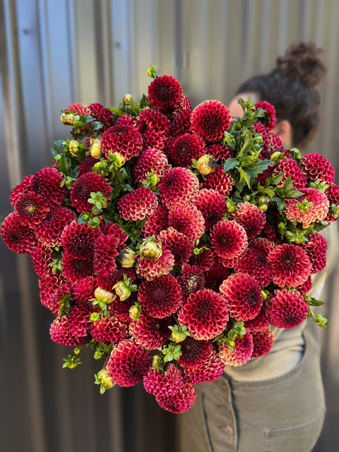 Dahlia Tuber Copperboy