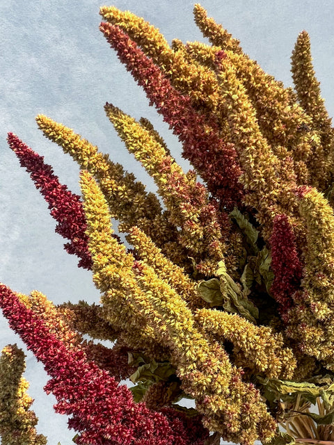 Dried Amaranth Pistachio