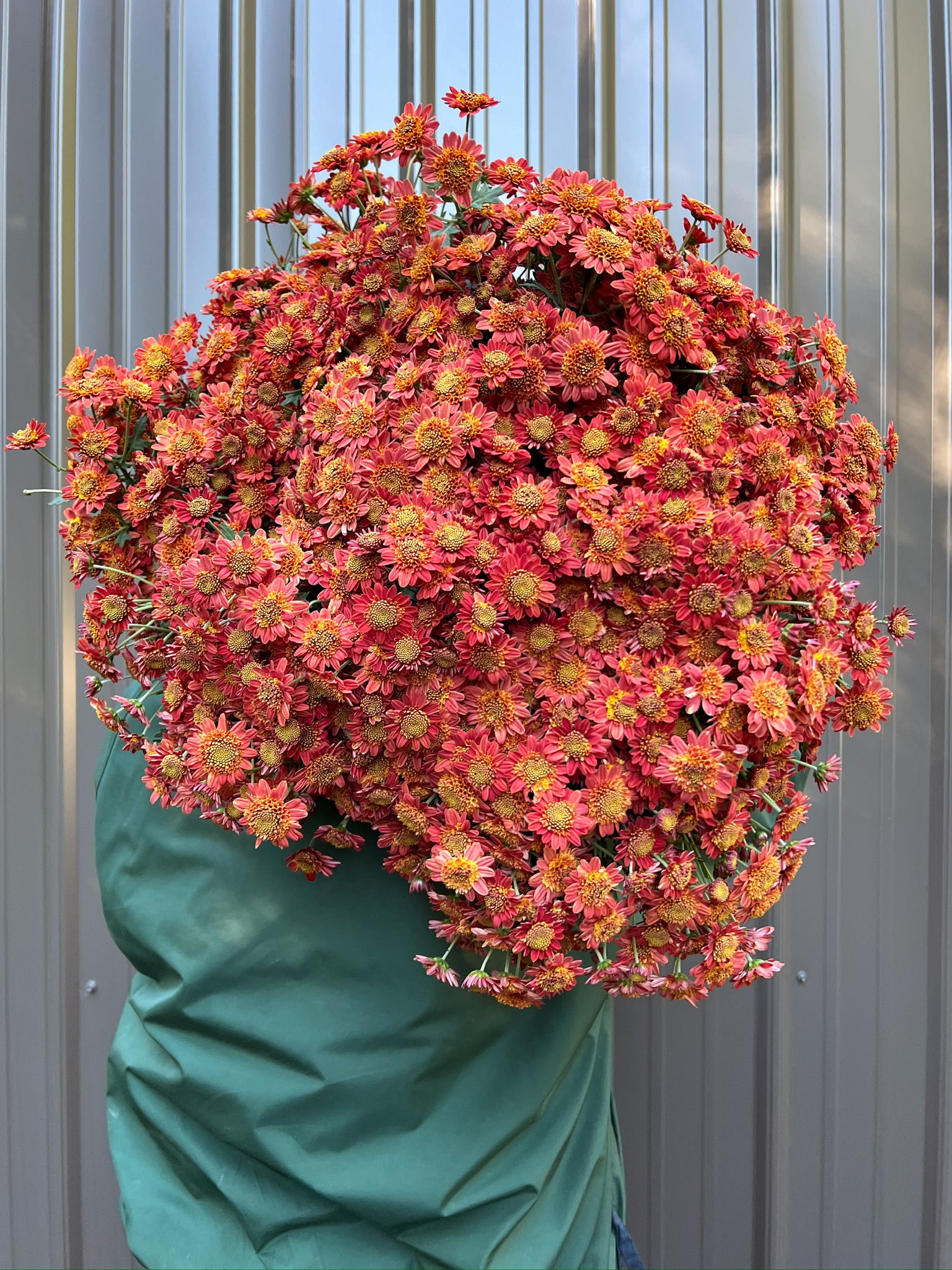 Mum Bronze Fleece-3 Rooted Cuttings | Sunny Meadows Flower Farm