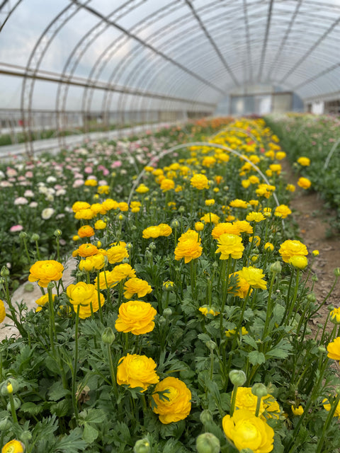 Ranunculus Corms-Yellow - Sunny Meadows Flower Farm
