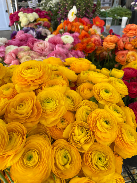 Ranunculus Corms-Yellow - Sunny Meadows Flower Farm