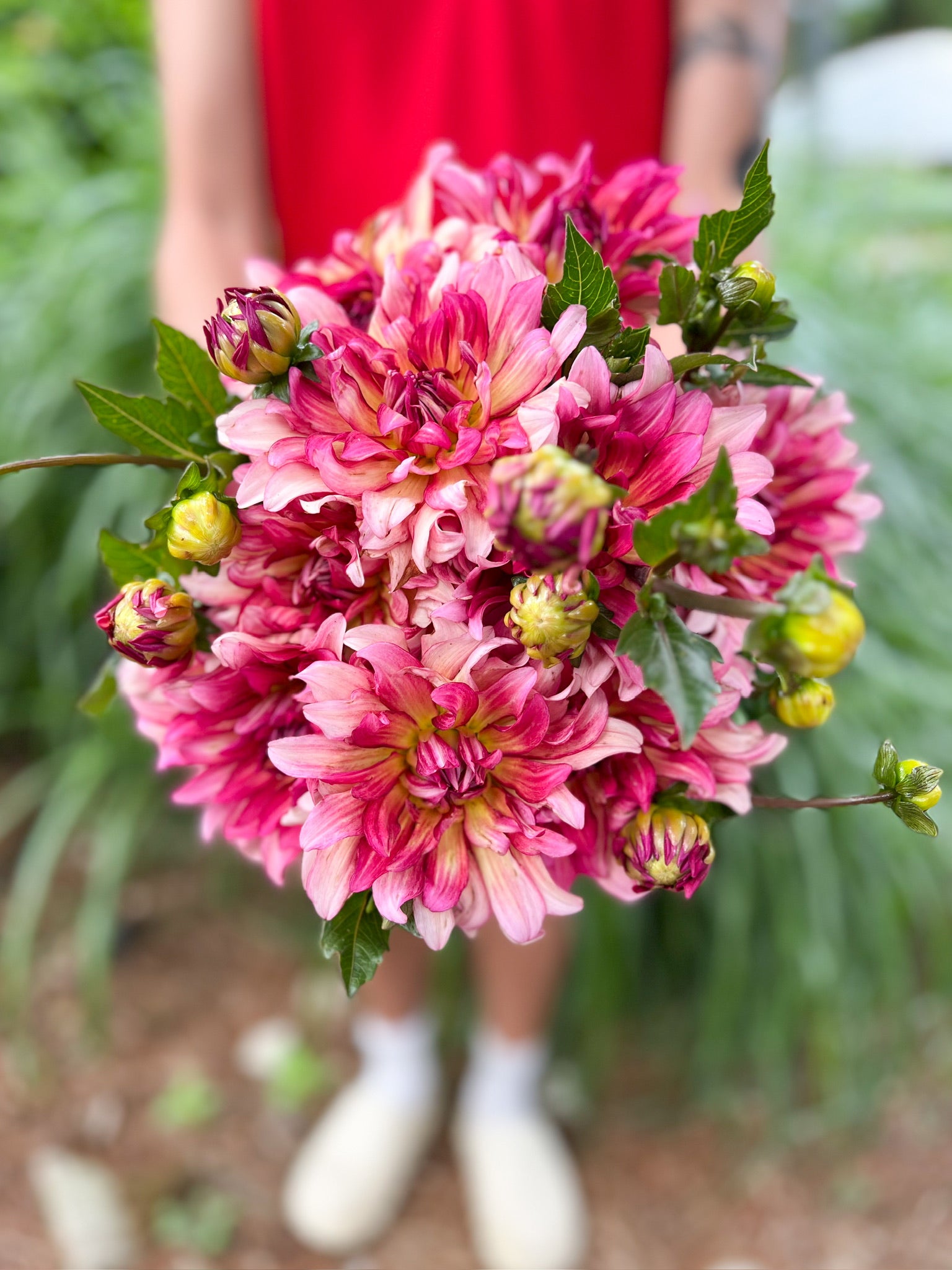 Dahlia Labyrinth from Sunny Meadows