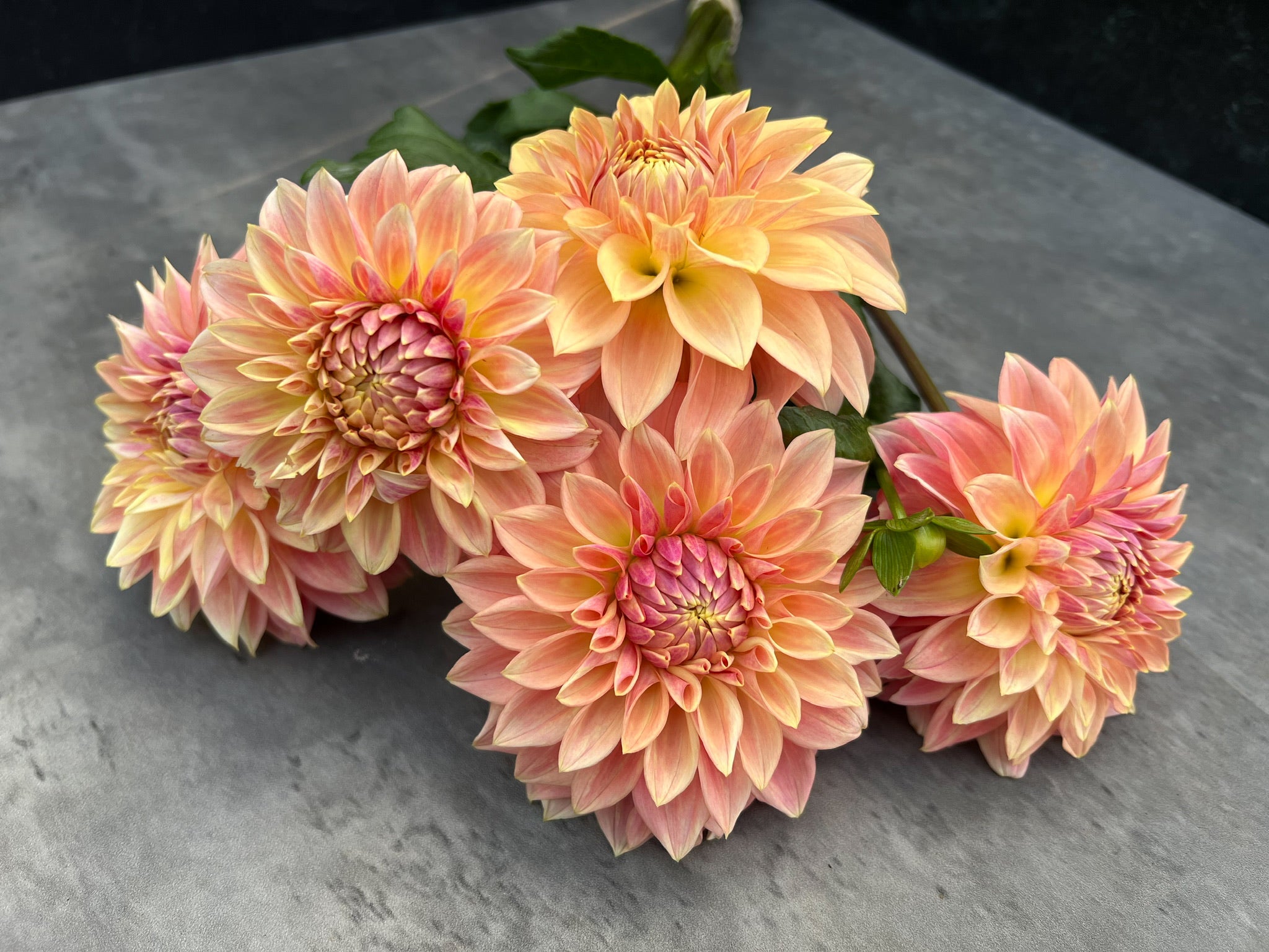 Dahlia Bloomquist Alan-3 Rooted Cuttings | Sunny Meadows Flower Farm