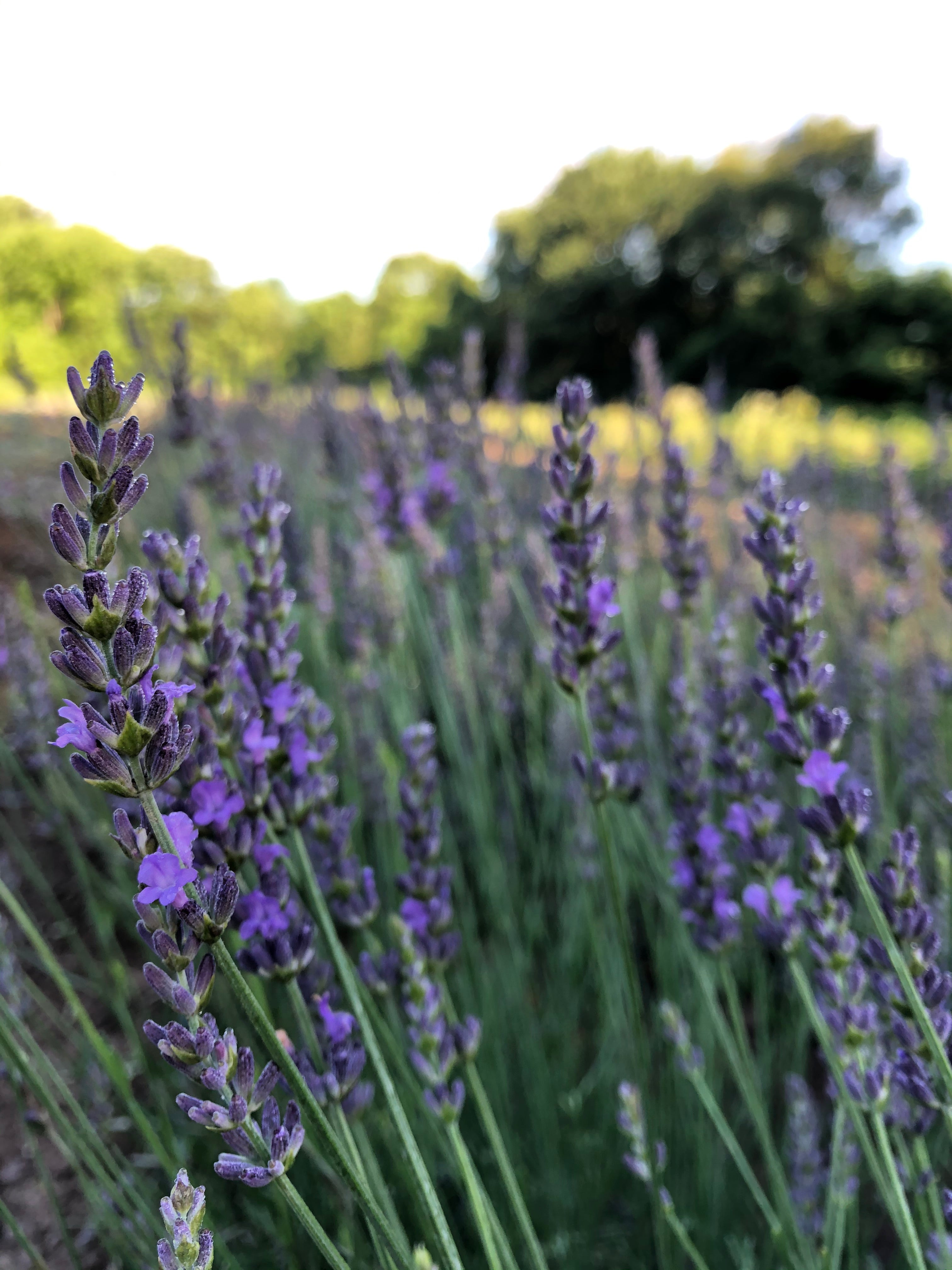 Lavender Phenomenal®-3 Plugs