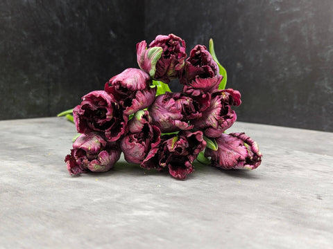 Tulip-Black Parrot - Sunny Meadows Flower Farm