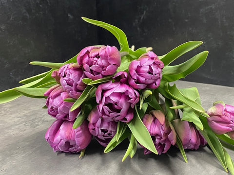 Tulip Bulbs-Blue Diamond - Sunny Meadows Flower Farm