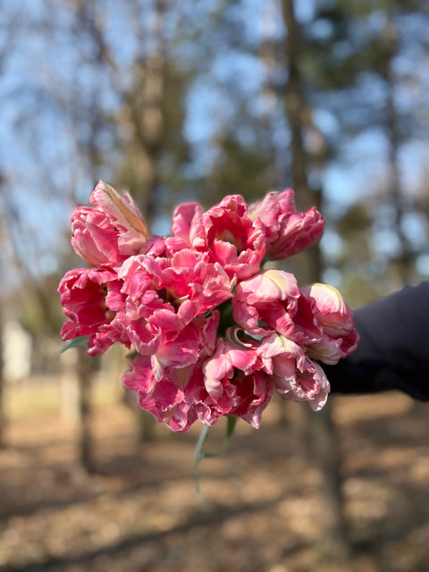 Tulip Bulbs-Elsenburg - Sunny Meadows Flower Farm