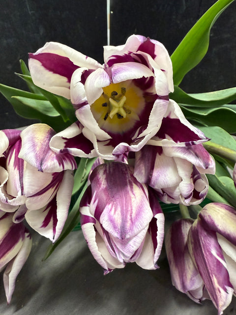 Tulip Bulbs-Rem's Favorite - Sunny Meadows Flower Farm