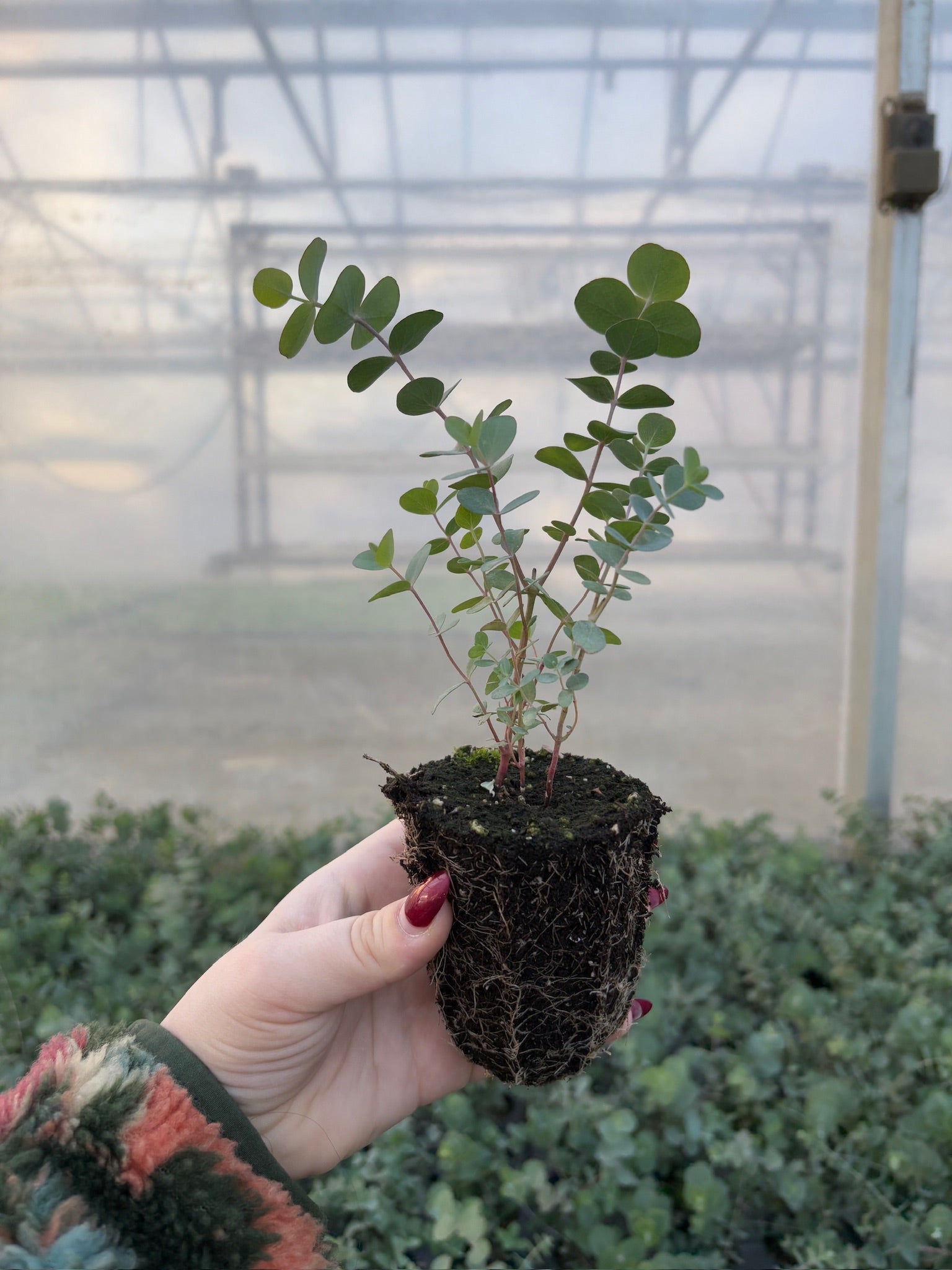 baby blue eucalyptus plant indoor Eucalyptus Baby Blue-3 Plugs