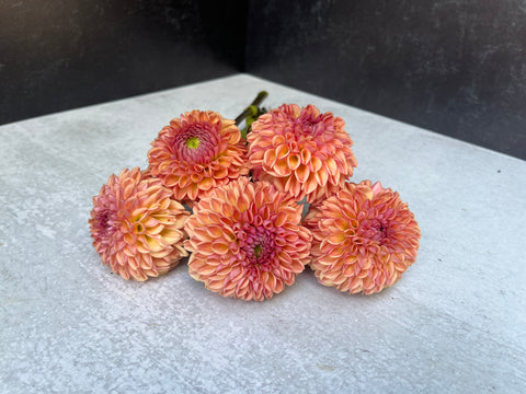 Dahlia Rooted Cutting-Valley Tawny - Sunny Meadows Flower Farm
