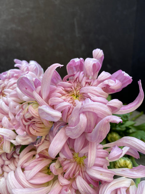 Mum Rooted Cutting-Blushing Bride - Sunny Meadows Flower Farm