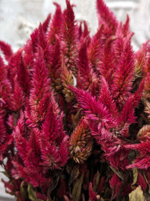 Dried Flower Bunch-Celosia Spike Burgundy - Sunny Meadows Flower Farm