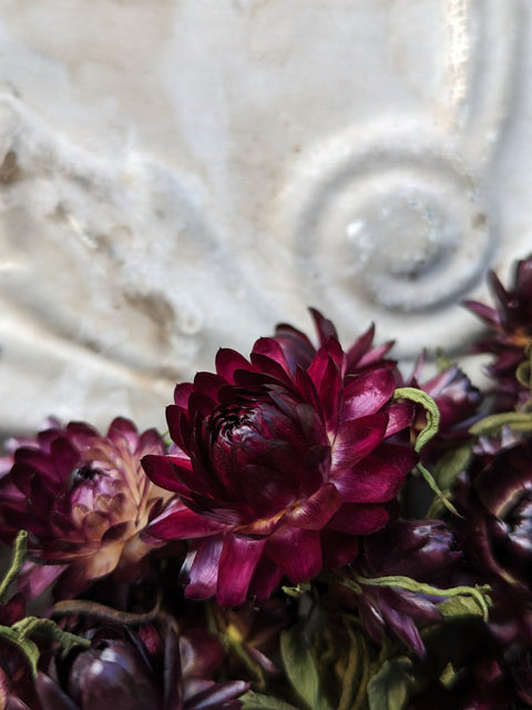 Dried Flower Bunch-Strawflower Burgundy - Sunny Meadows Flower Farm