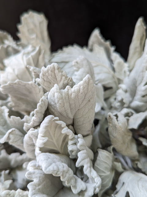Dried Foliage Bunch-Dusty Miller - Sunny Meadows Flower Farm