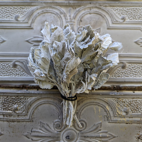 Dried Foliage Bunch-Dusty Miller - Sunny Meadows Flower Farm