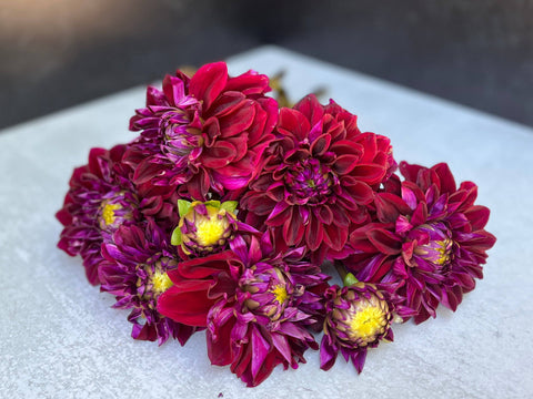 Dahlia Diva - Sunny Meadows Flower Farm