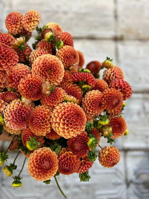 Dahlia Hy Suntan - Sunny Meadows Flower Farm