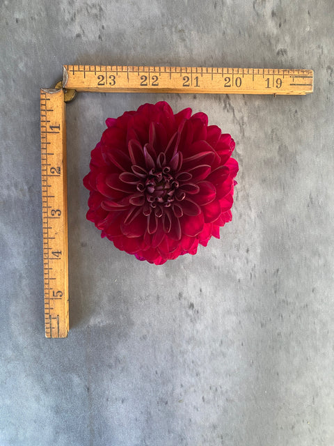 Dahlia Karma Naomi - Sunny Meadows Flower Farm
