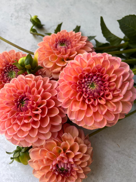 Dahlia Linda's Baby - Sunny Meadows Flower Farm