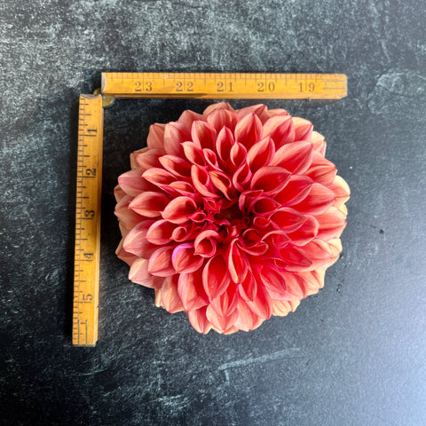 Dahlia Orange Globe - Sunny Meadows Flower Farm
