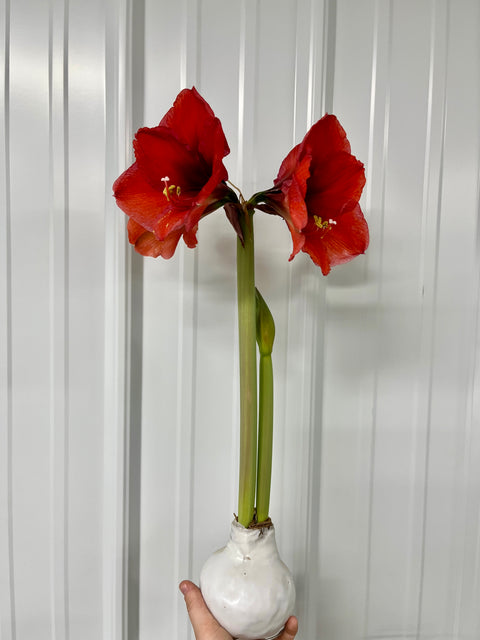 Wax Amaryllis Bulb - Sunny Meadows Flower Farm
