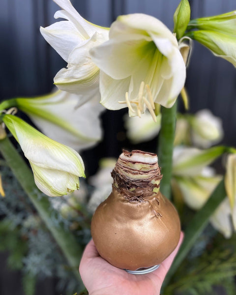 Wax Amaryllis Bulb - Sunny Meadows Flower Farm