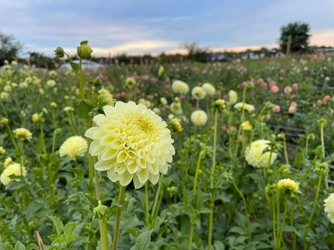 Dahlia MM Buttercream - Sunny Meadows Flower Farm