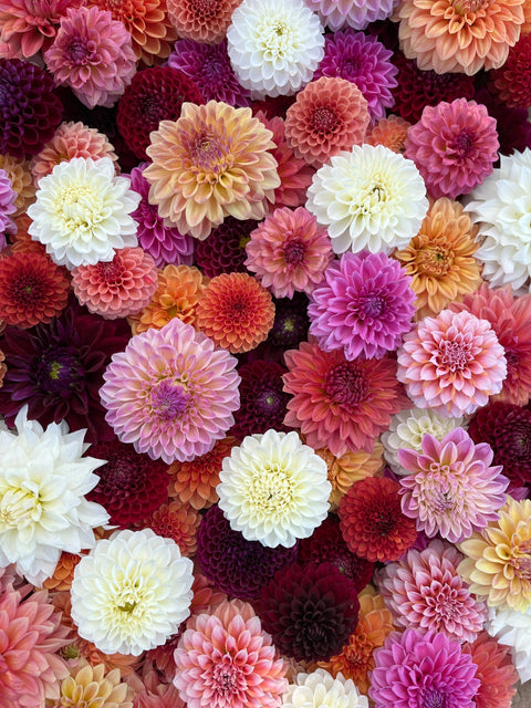 Shop All Dahlia Tubers