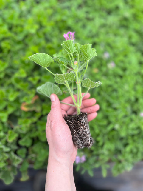 Foliage Plants