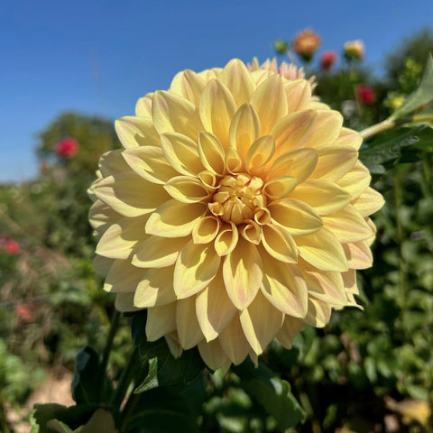 Growing Dahlia Tubers