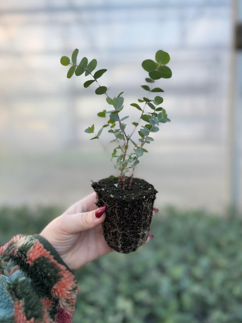 Live Plants
