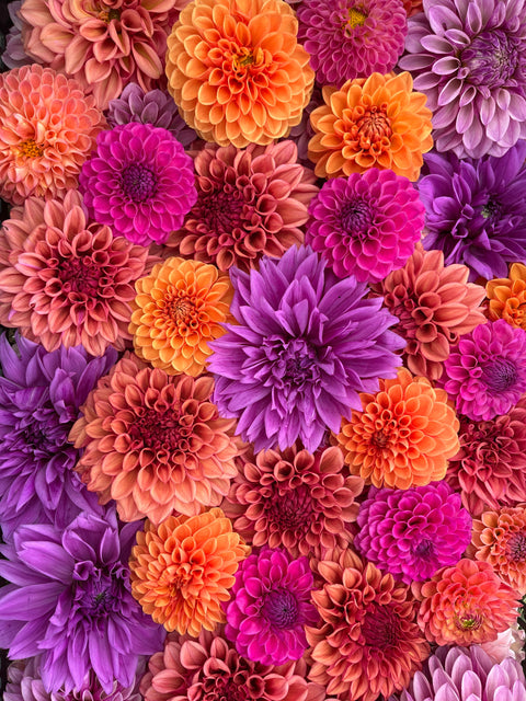 Dahlia Tuber Mixes & Bulk Packs