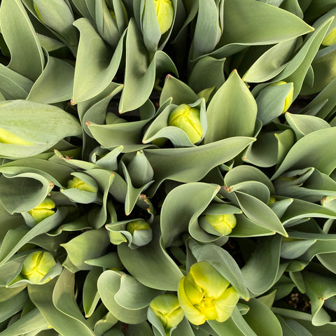 Tulip Bulbs