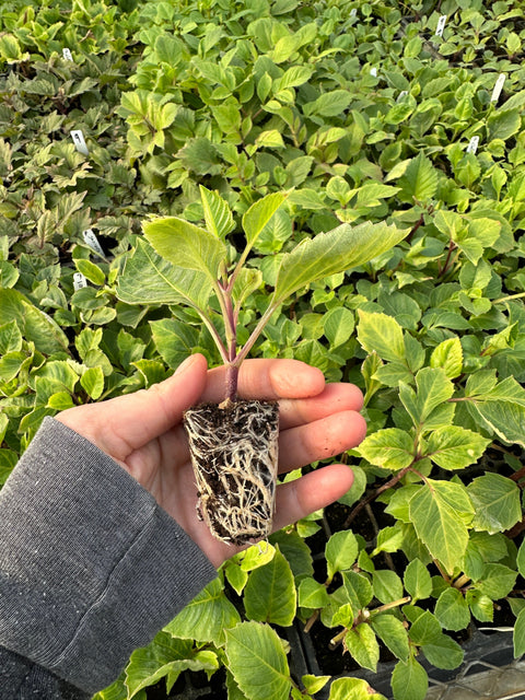 Dahlia Rooted Cuttings