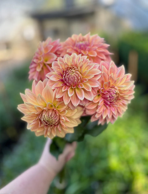 Single Dahlia Tubers