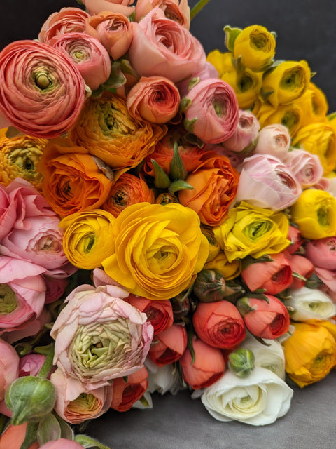 Ranunculus Corms