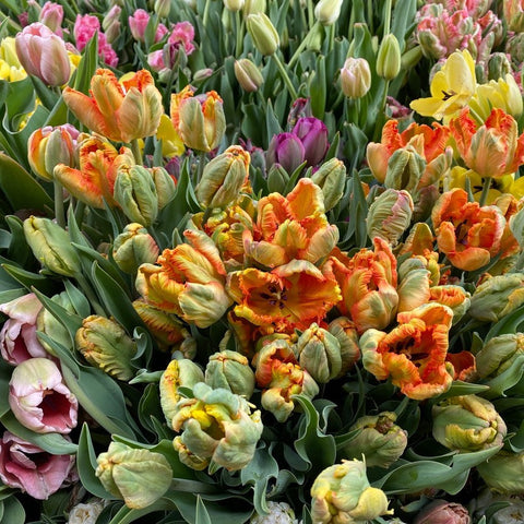 Shop All Tulip Bulbs