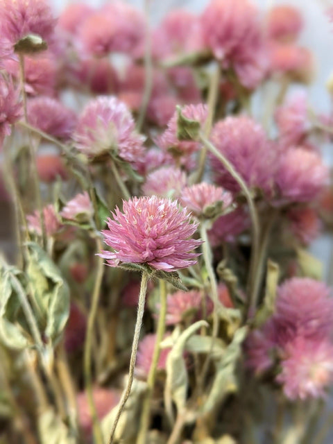 Shop Flowers