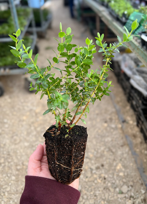Eucalyptus Parvifolia-3 Plugs - Sunny Meadows Flower Farm