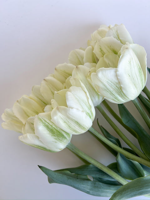 Tulip Bulbs-Green Spirit - Sunny Meadows Flower Farm
