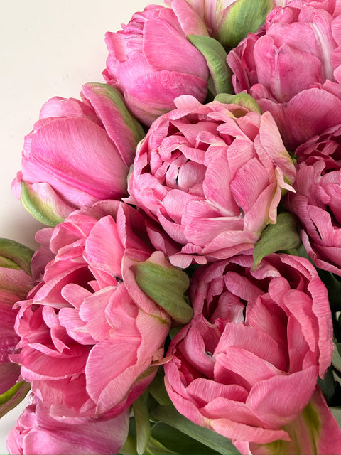 Tulip Bulbs-Amazing Grace