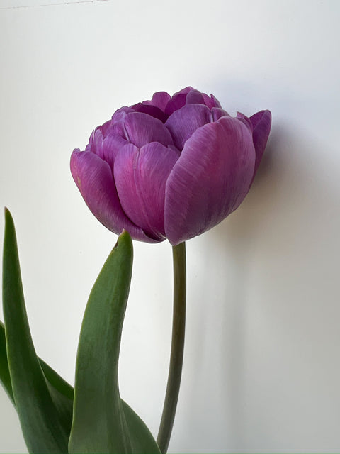 Tulip Bulbs-Blue Diamond