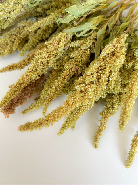 Dried Amaranth Pistachio - Sunny Meadows Flower Farm