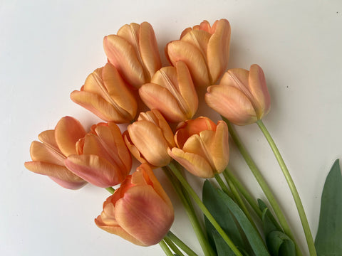 Tulip Bulbs-Apricot Foxx