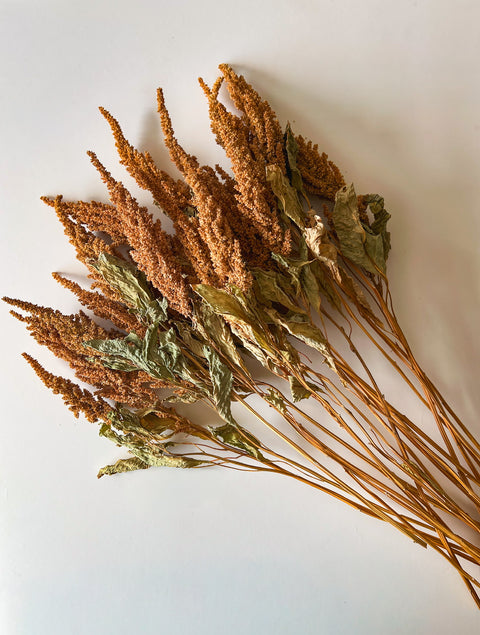 Dried Amaranth Tan - Sunny Meadows Flower Farm