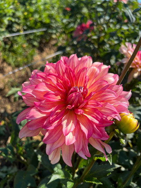 Dahlia Tuber Tropical Punch - Sunny Meadows Flower Farm