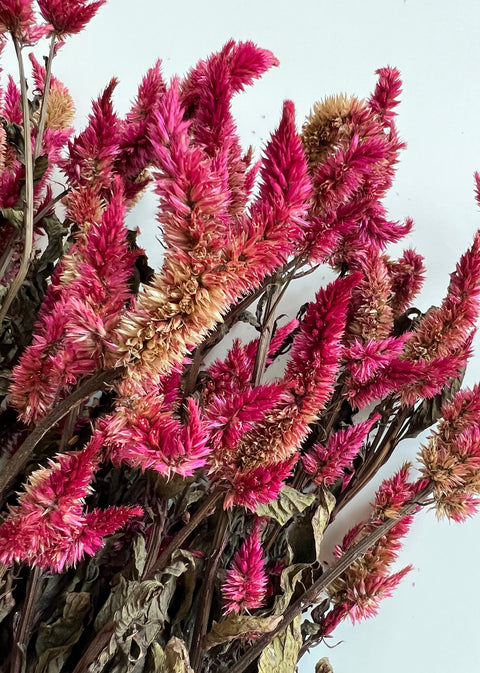 Dried Celosia Spike Burgundy - Sunny Meadows Flower Farm